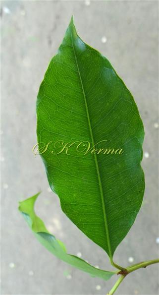  Leaf